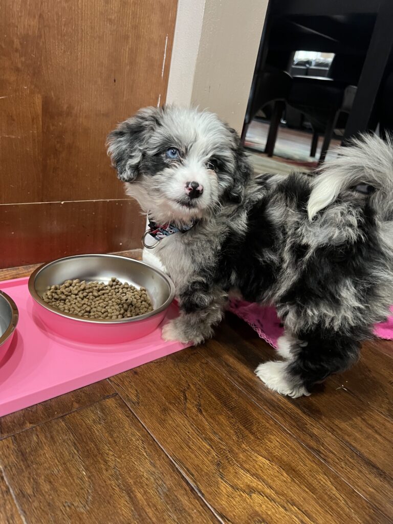 Mini Bernedoodle12