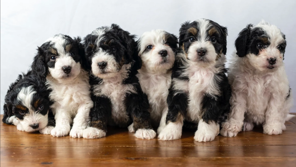 Mini Bernedoodle3