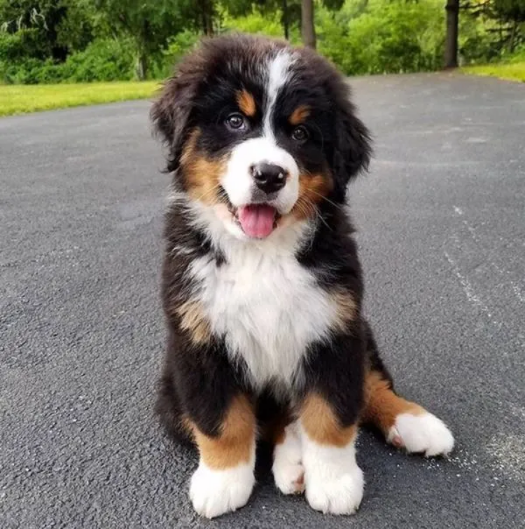 Mini Bernedoodle5