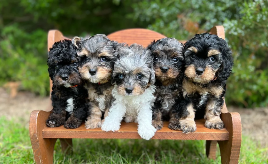 Mini Bernedoodle6