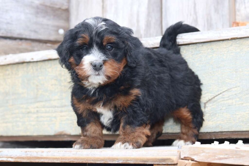 Mini Bernedoodle8