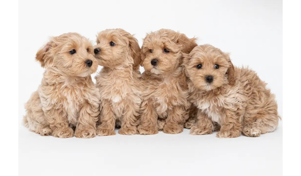 Affordable-Maltipoo-Puppies