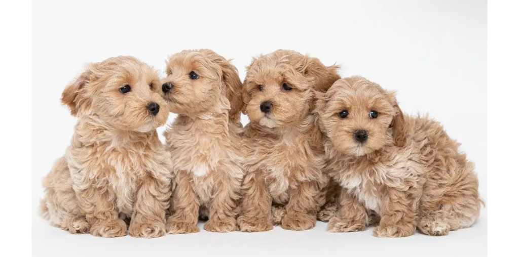 Affordable-Maltipoo-Puppies