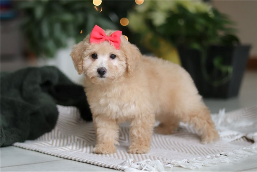 Apricot-Maltipoo-Puppy-for-Sale-