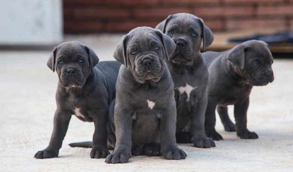 Buy-cane-corso-in-puppies