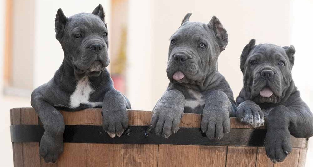 buy-cane-corso-puppies-in-Queens-ny