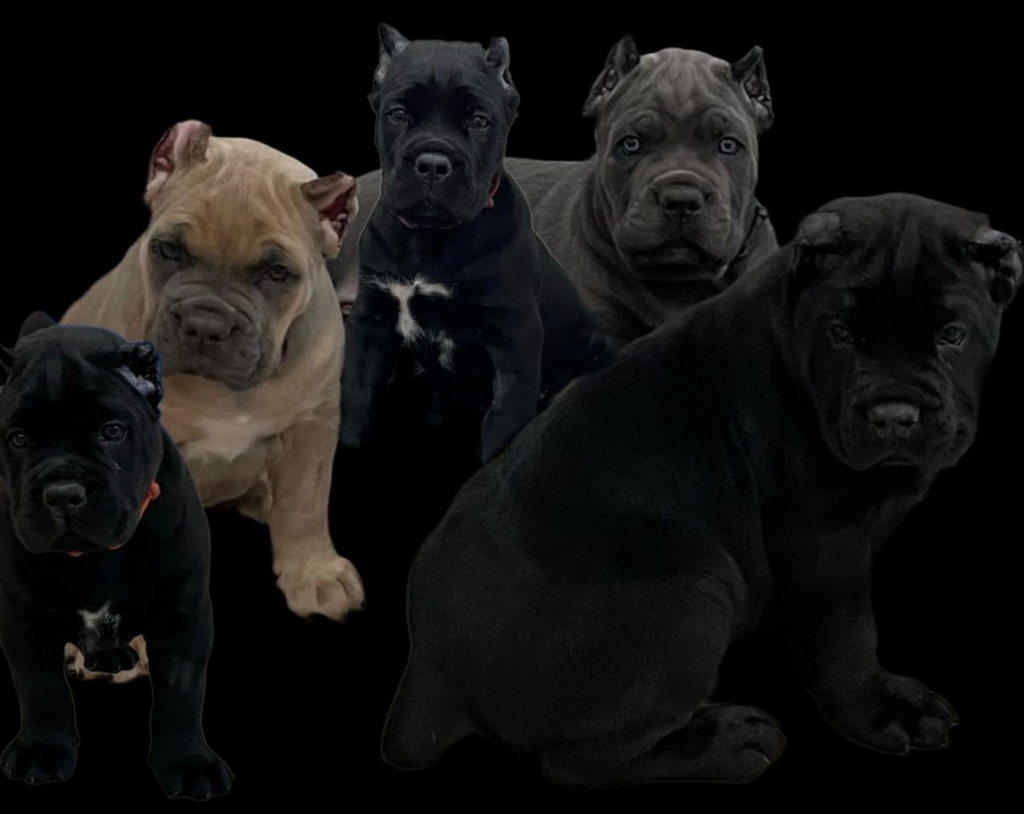 cane corso puppies available1
