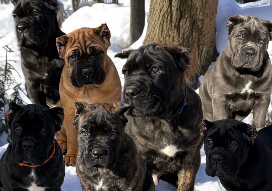 cane corso puppies available2