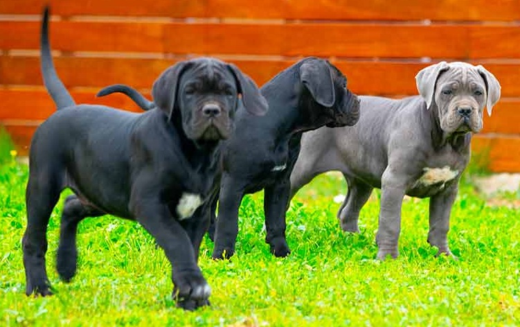 cane-corso-puppy-for-sale