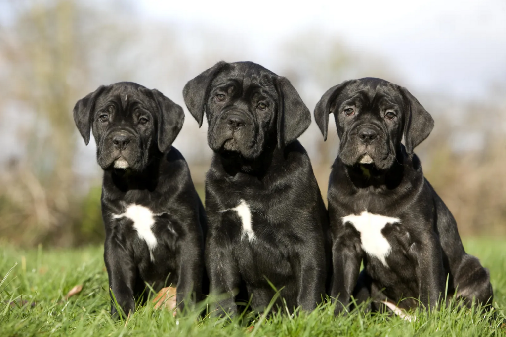 cane-corsos-with-natural-ears