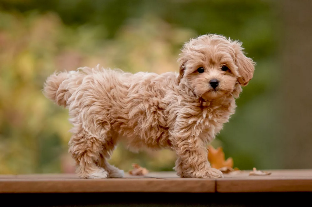 maltipoo-on-table