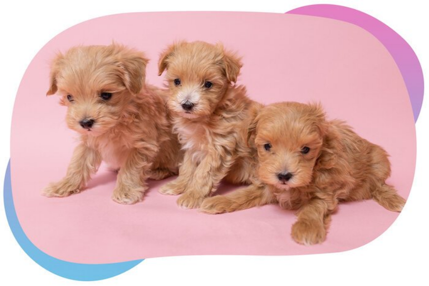 maltipoo-puppies-available