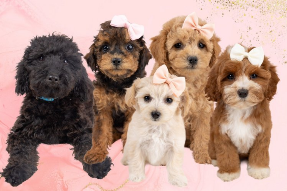 maltipoo-puppies-available1