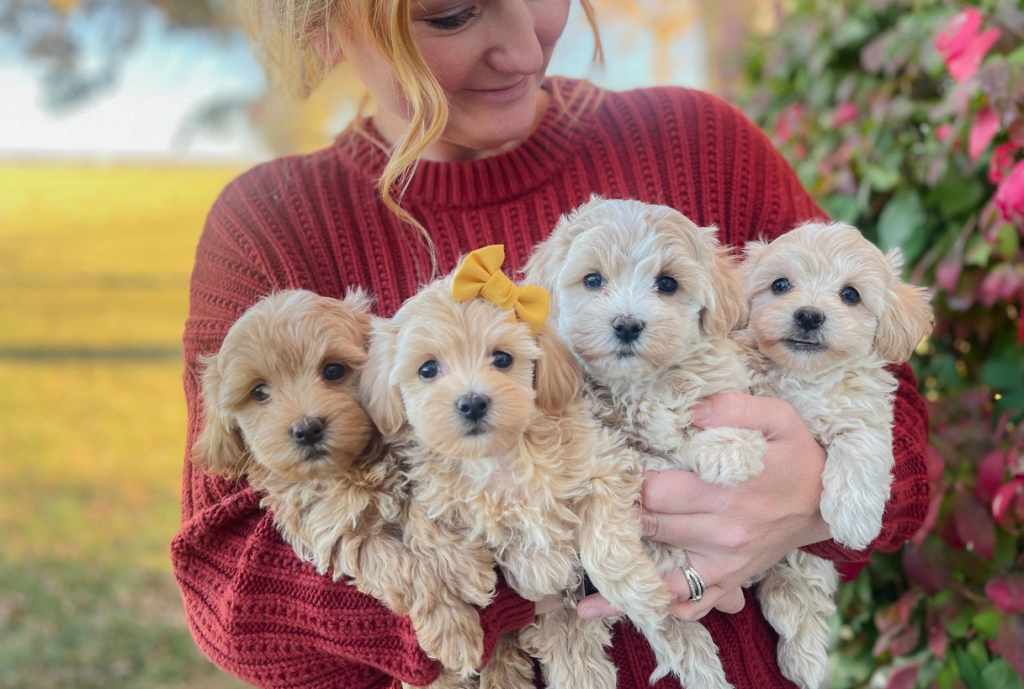 maltipoo-puppies-available2