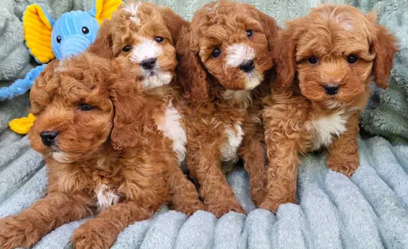 maltipoo-puppies-available3