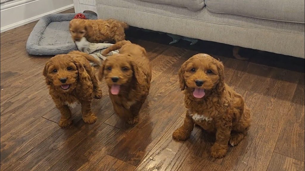 Cockapoo