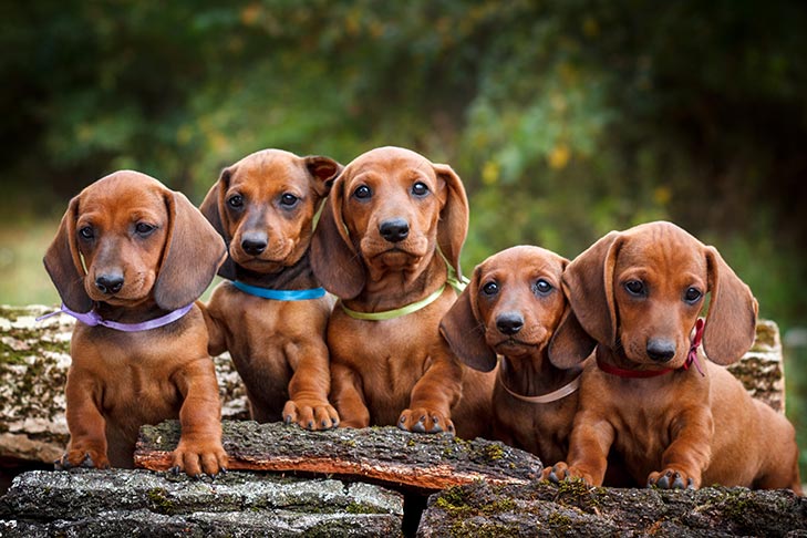 Dachshund-litter-of-puppies-sitting