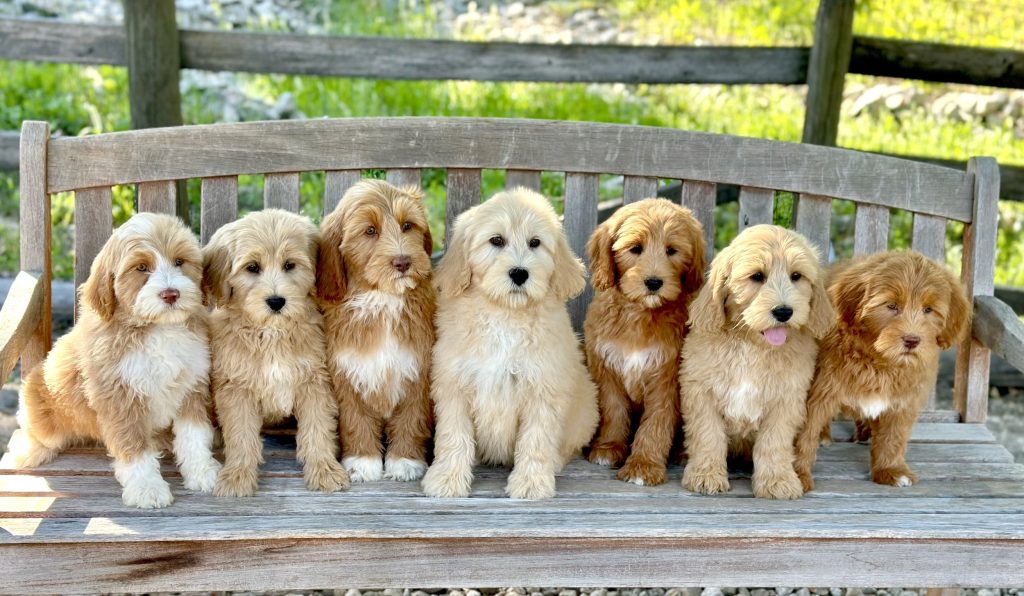 Labradoodle Puppies