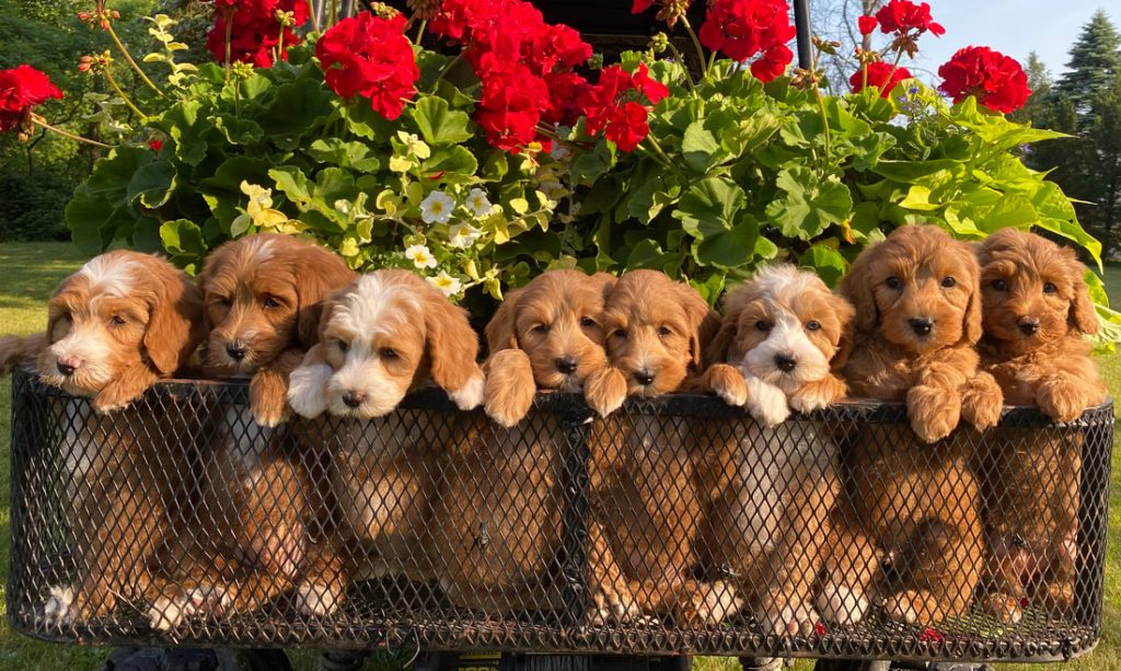 Labradoodle Puppies1