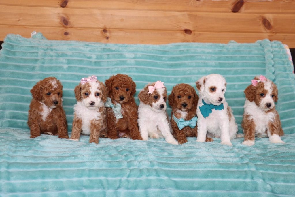 Poodle Puppies