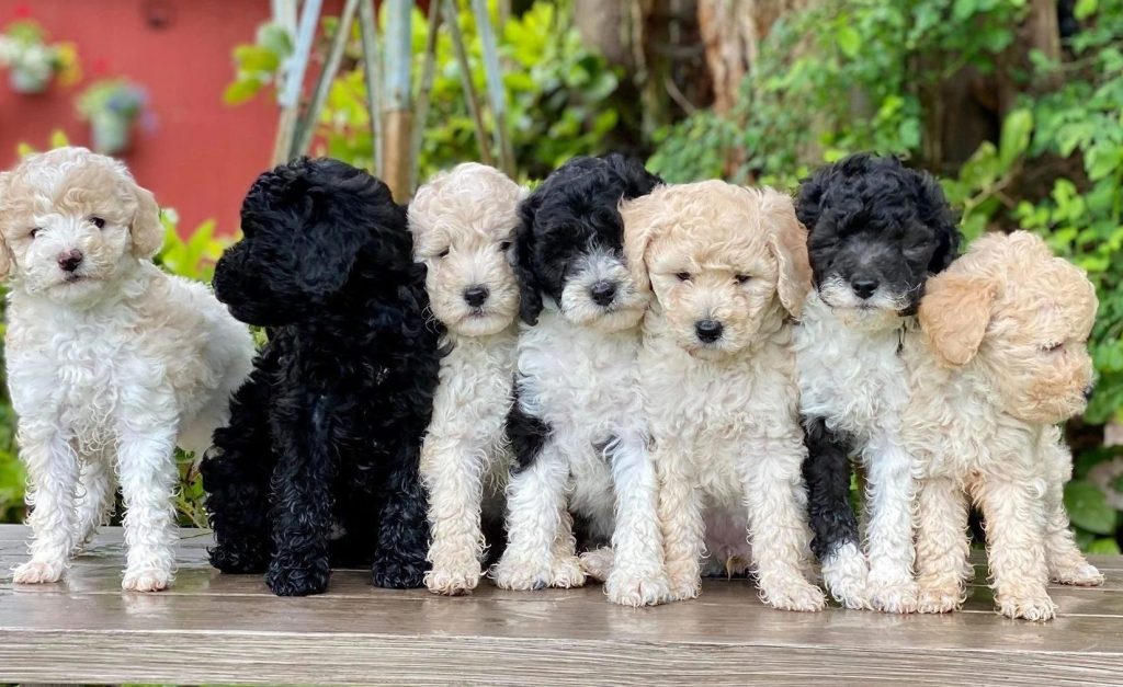 Poodle Puppies1