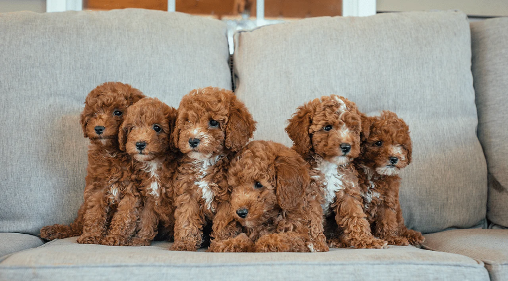 Poodle Puppies2