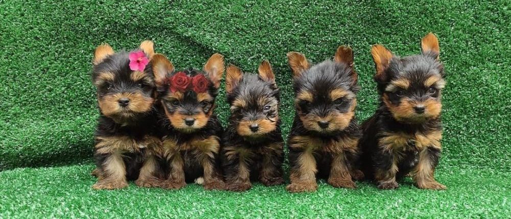 Teacup-Yorkie puppies1