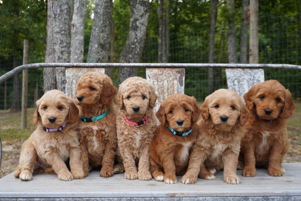 goldendoodle-puppies-for-sale1