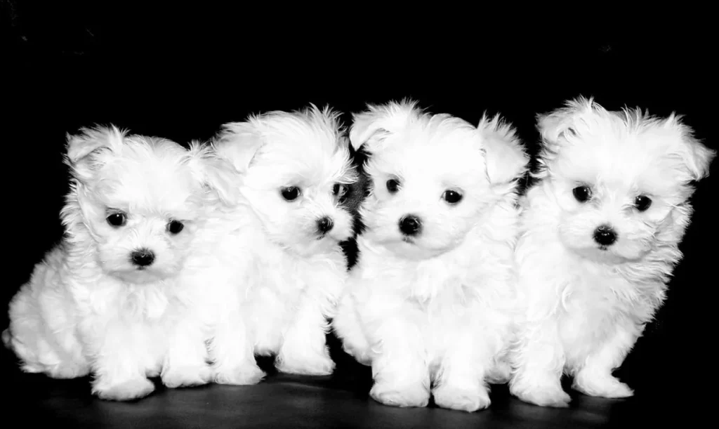 maltese-litter