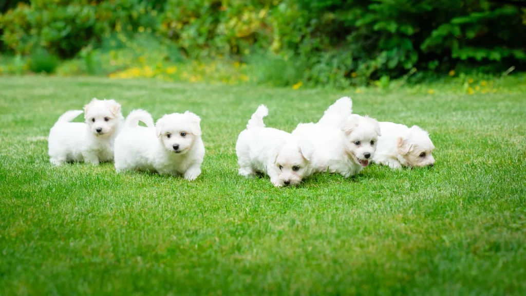 maltese-litter1