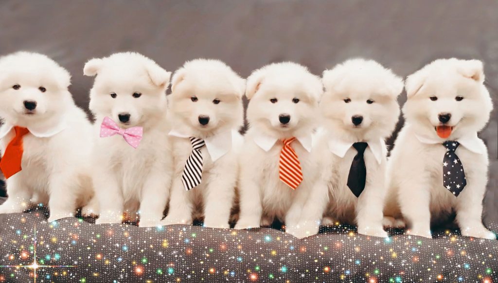 samoyed puppies