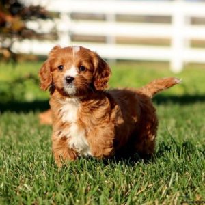 Cavapoo-puppy