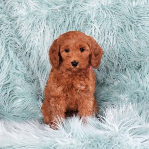Labradoodle Puppy