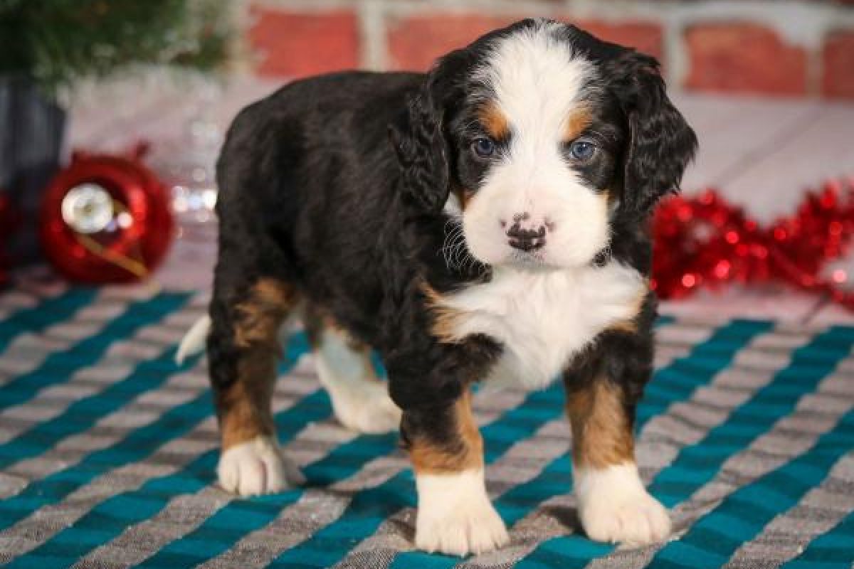 Mini Bernedoodle 1
