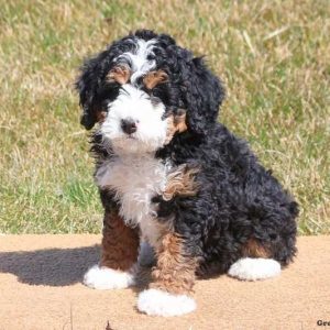 Mini Bernedoodle