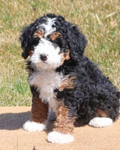 Mini Bernedoodle