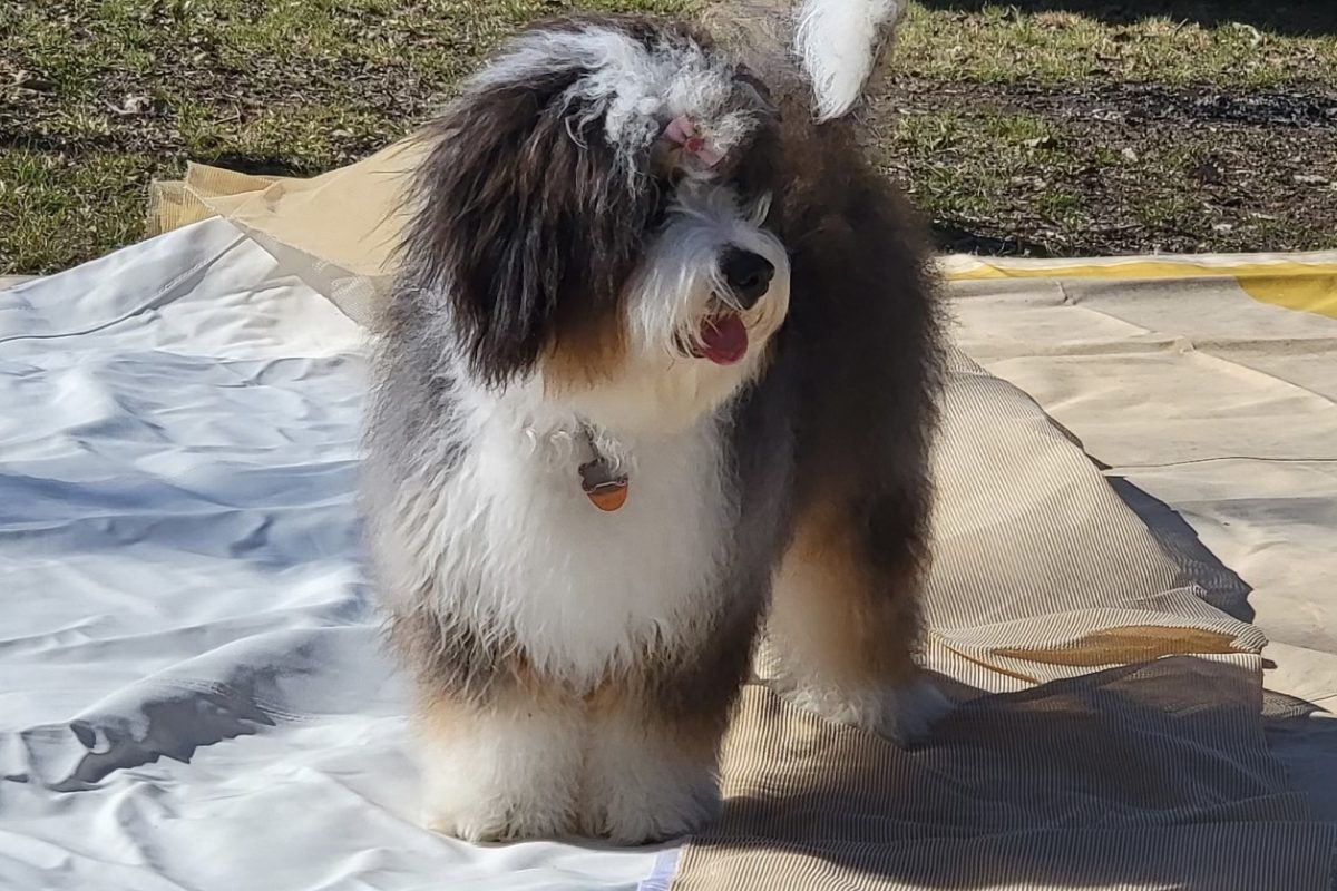 Mini Bernedoodle11