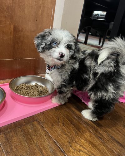 Mini Bernedoodle12