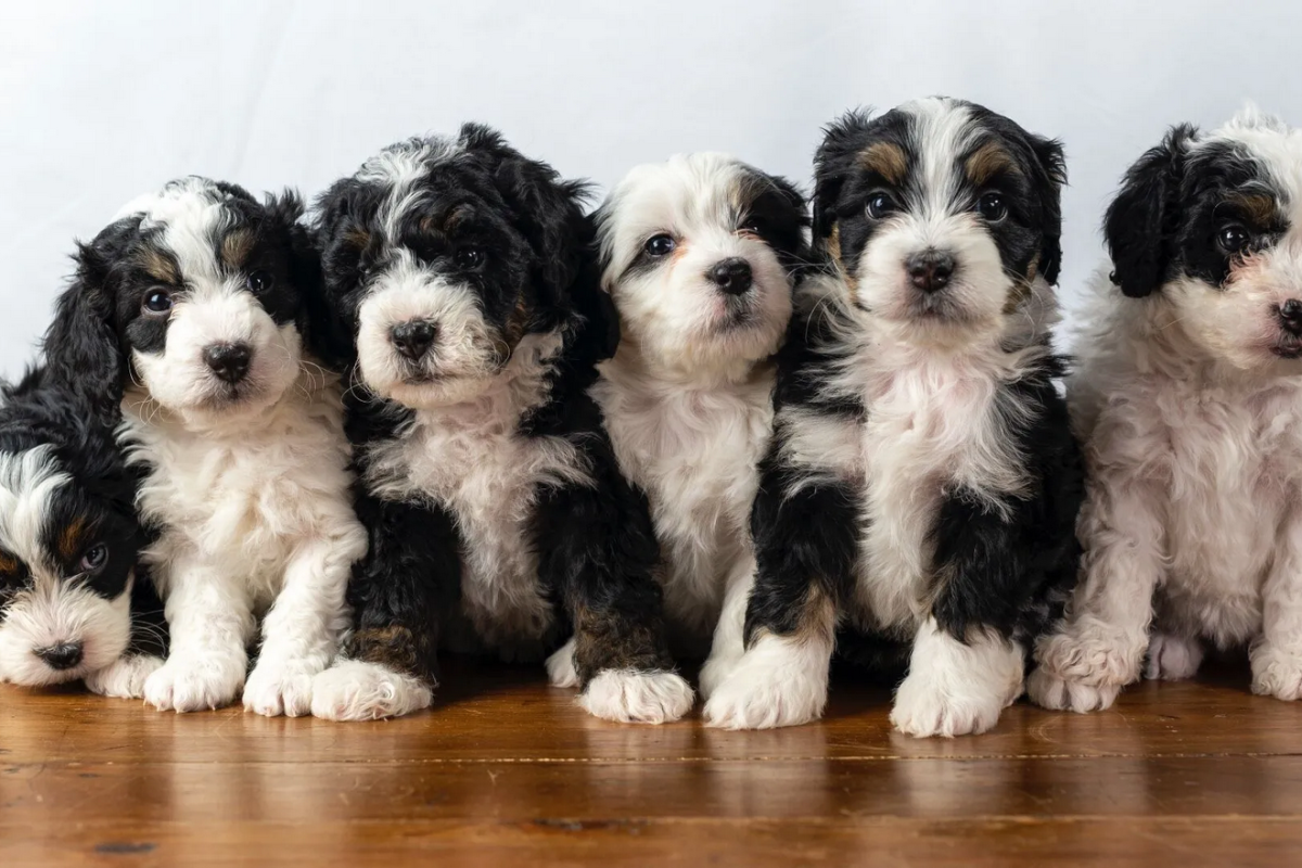 Mini Bernedoodle3