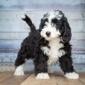 Mini Bernedoodle4