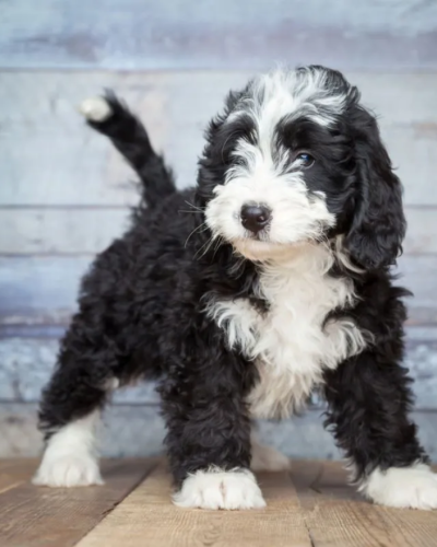 Mini Bernedoodle4