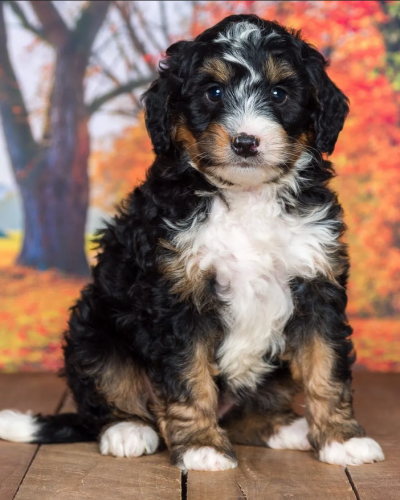 Mini Bernedoodle7