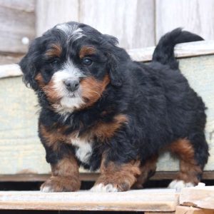 Mini Bernedoodle8