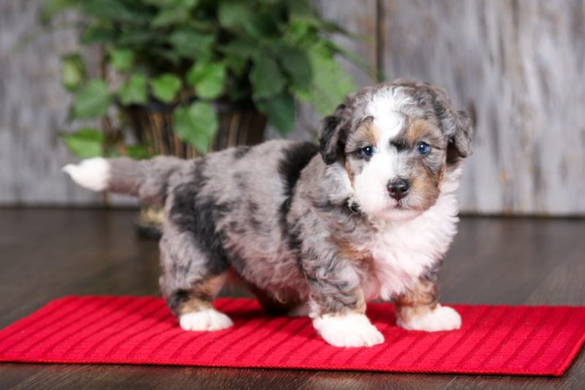 Mini Bernedoodle9
