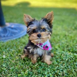 Teacup-Yorki