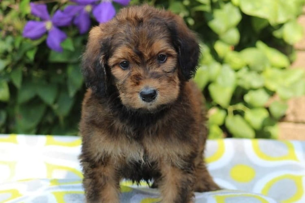 bicolor-bernedoodle