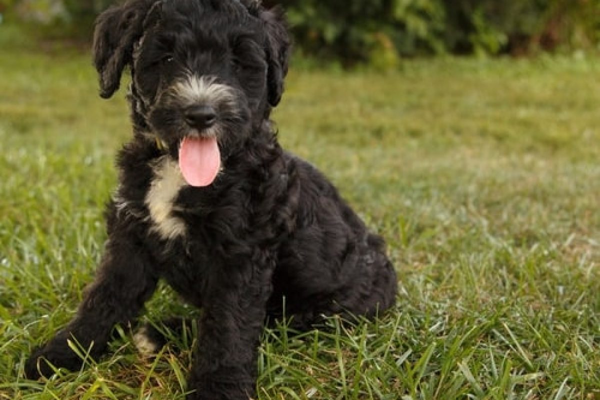 black_white-bernedoodle-min