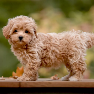 maltipoo-on-table