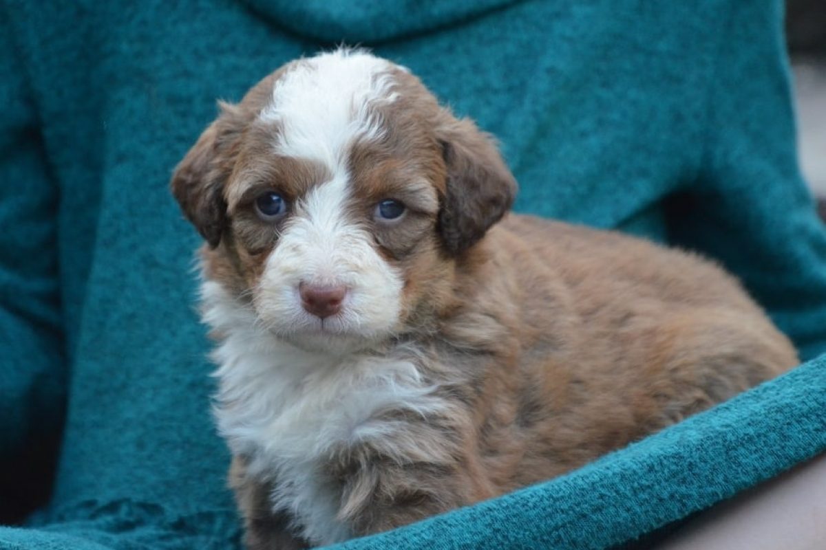 red-white-bernedoodle