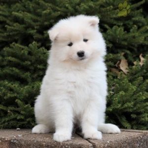samoyed puppy
